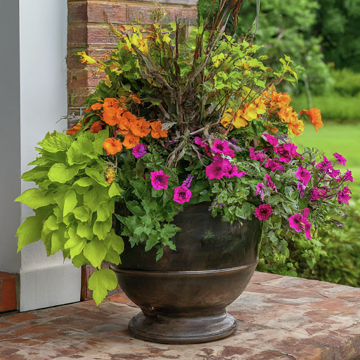 21 Full Sun Container Plants Ideas » Comfy Ideas