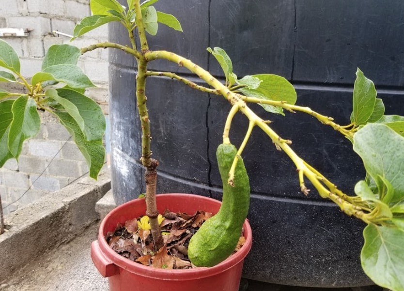 Quieres que tu aguacate de Frutos? Debes hacer esto
