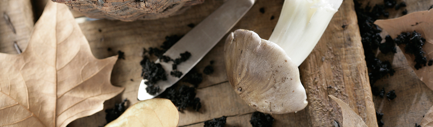 Setas (Miniguias de bolsillo) (Spanish Edition) 1, Aa.Vv.