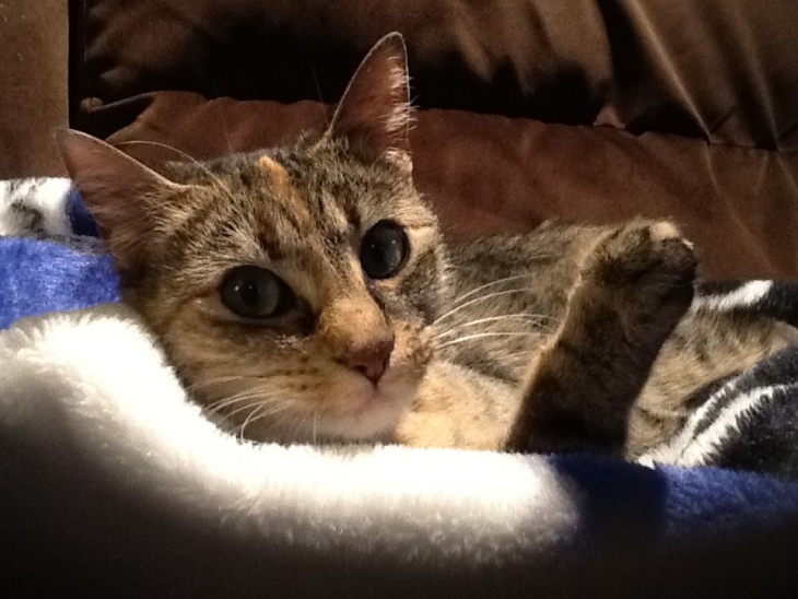 Cheryl's Blog Meet Abby, the media celebrity cat!