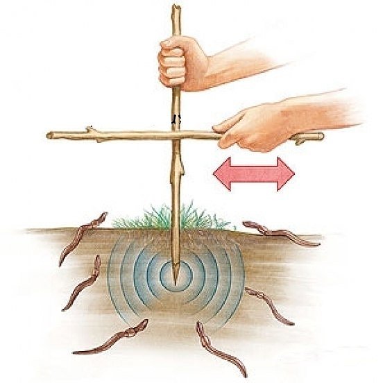 How To Of The Day How To Catch Worms Common Sense Evaluation