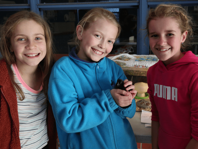 Palmerston District Primary School Communities at Work