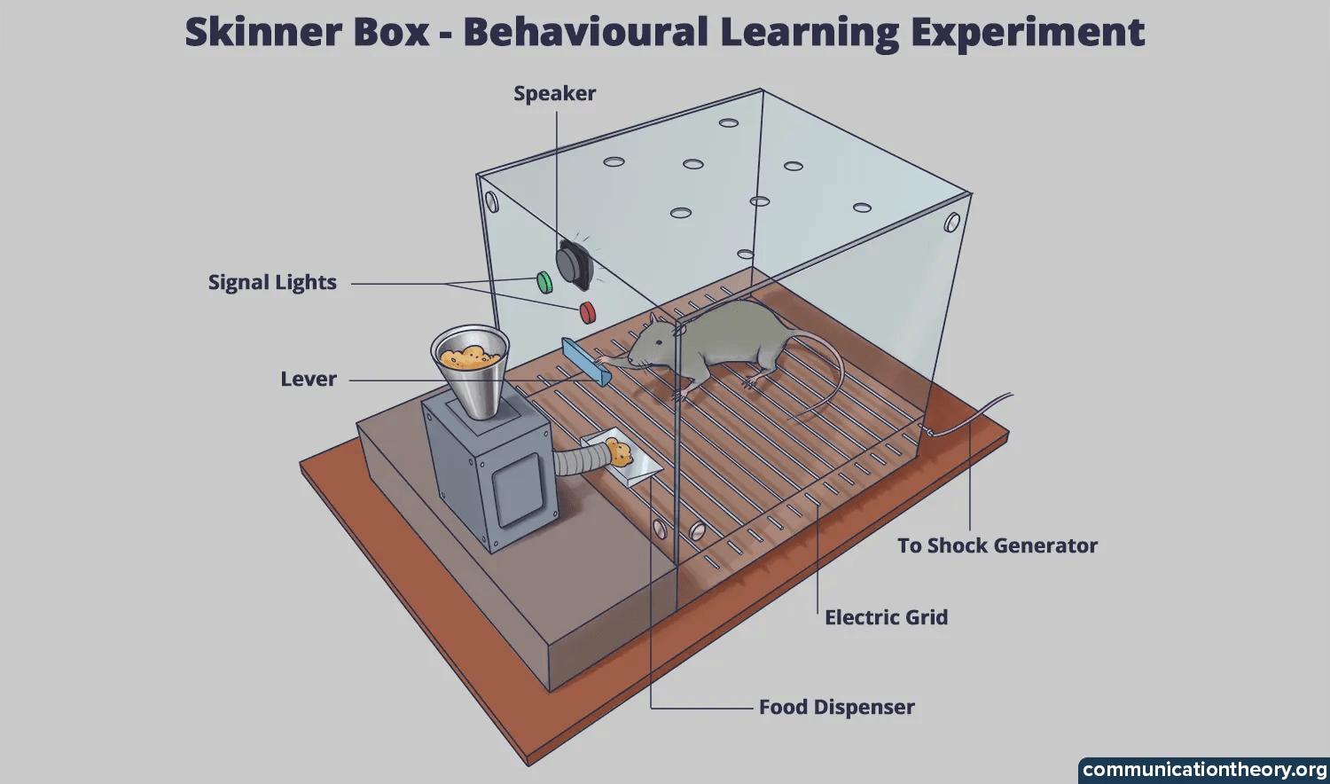 B.F. Skinner’s Theory of Operant Conditioning