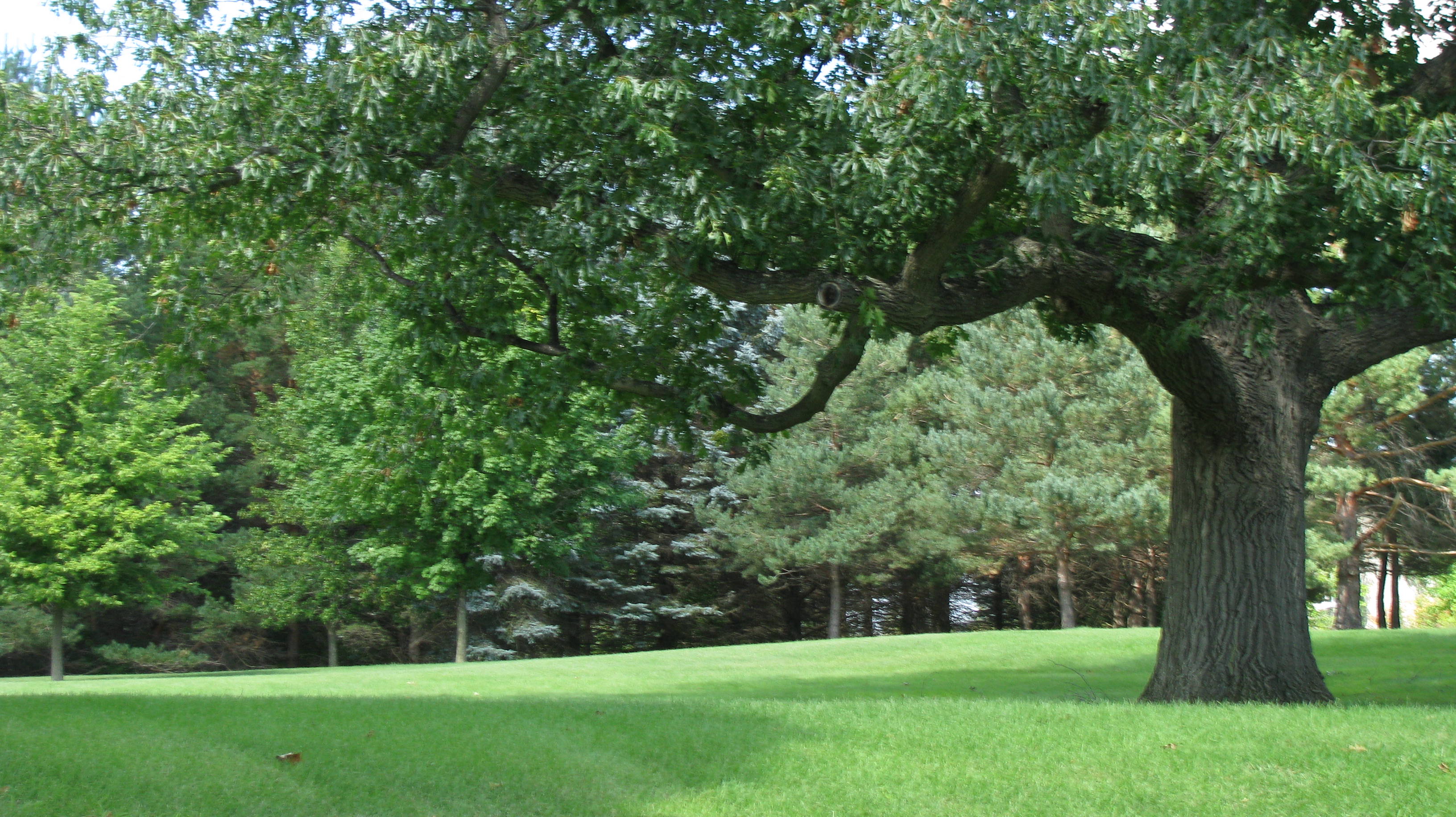 oak tree Communities of Calling