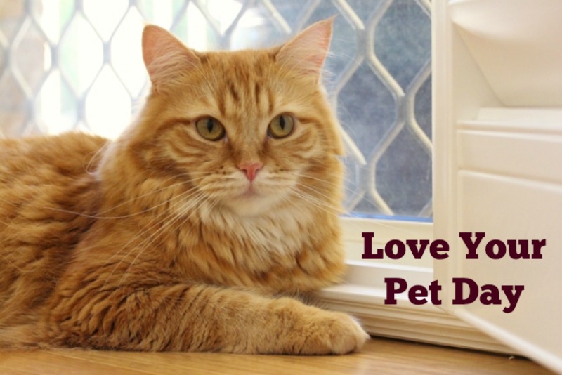 Love your Pet Day - Can We Adopt Our Way Out of Pet Overpopulation?