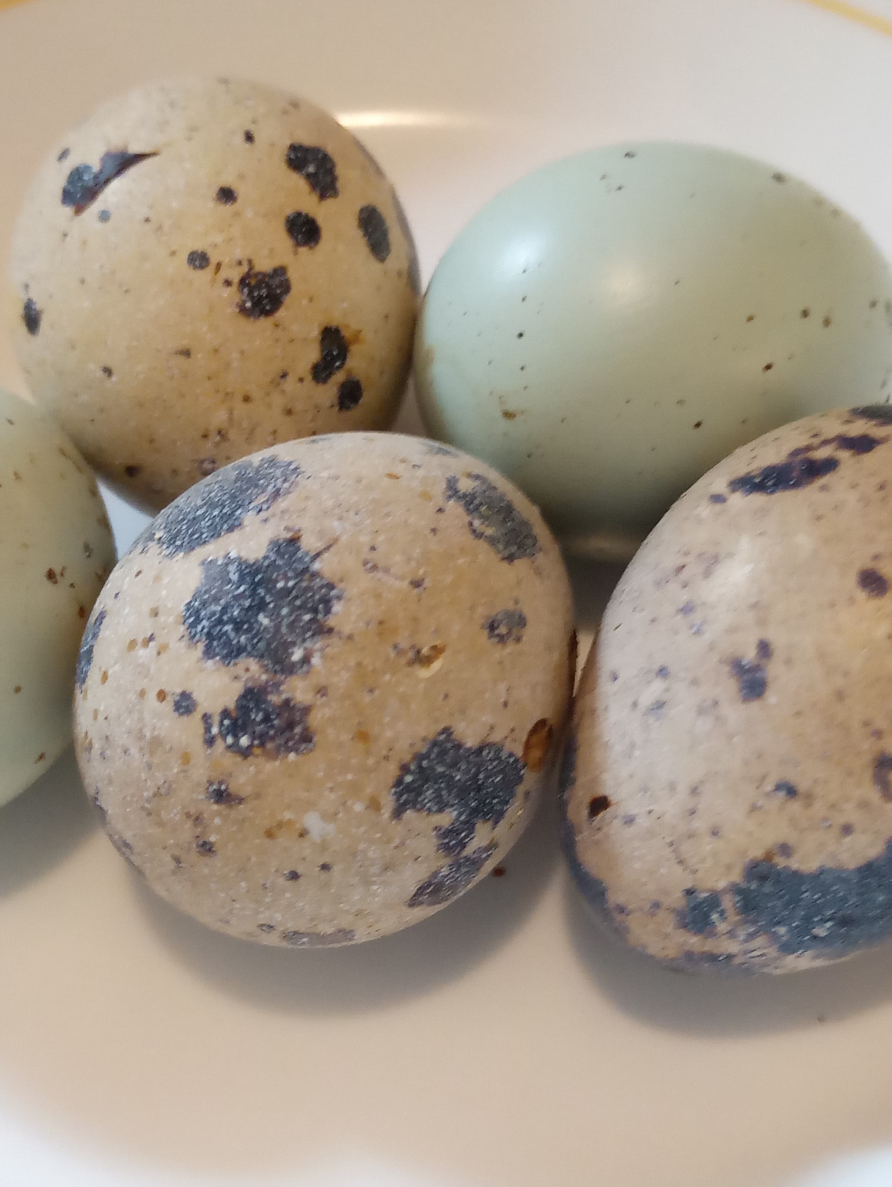 egg selective breeding Community Chickens