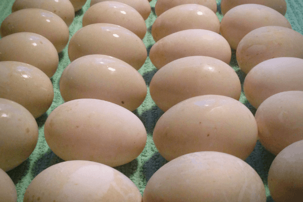 Demythtifying Eggs Community Chickens