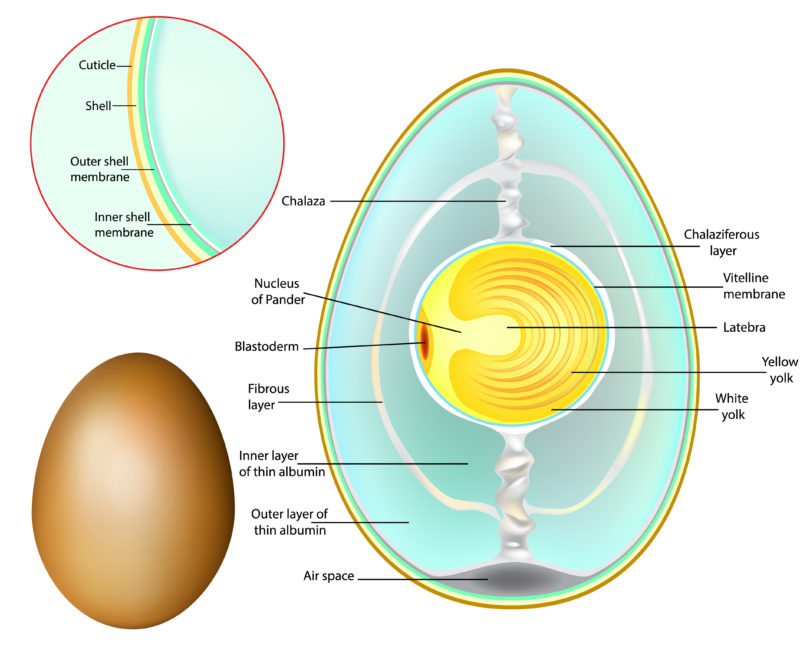 Candling and Egg Development Community Chickens