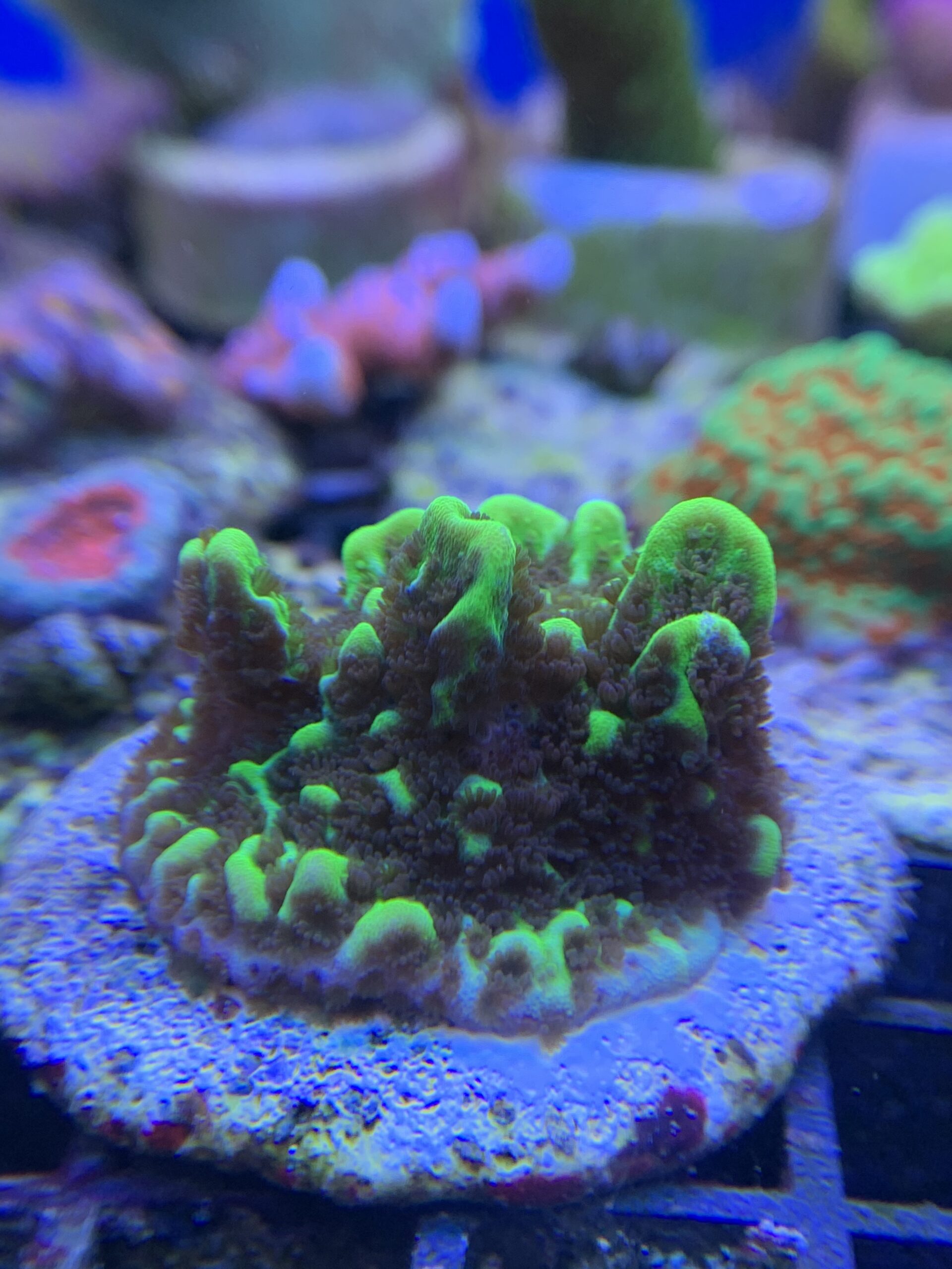 Montipora confusa WYSIWYG CommunityCorals