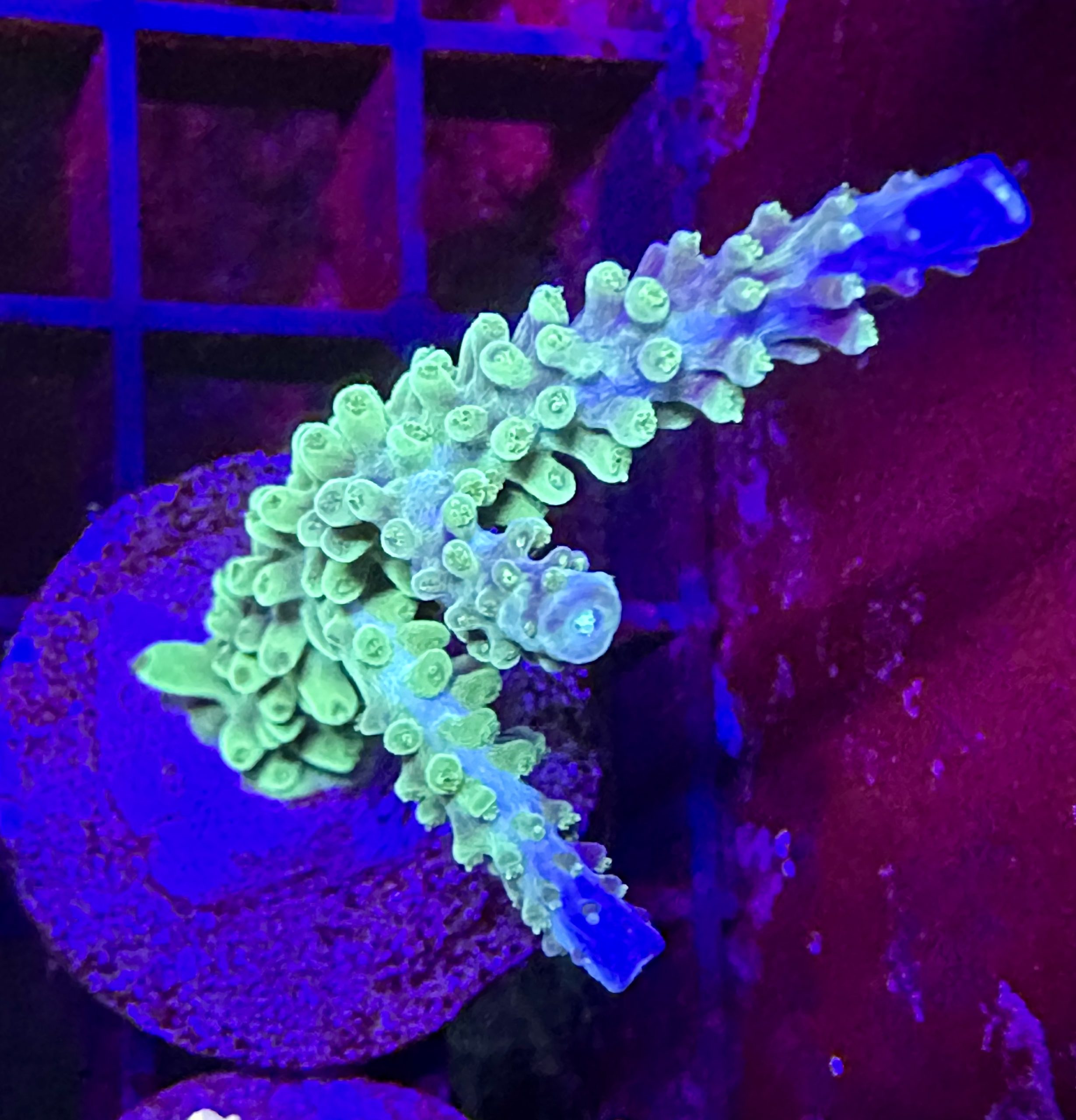 Staghorn Acropora green / blue tips CommunityCorals