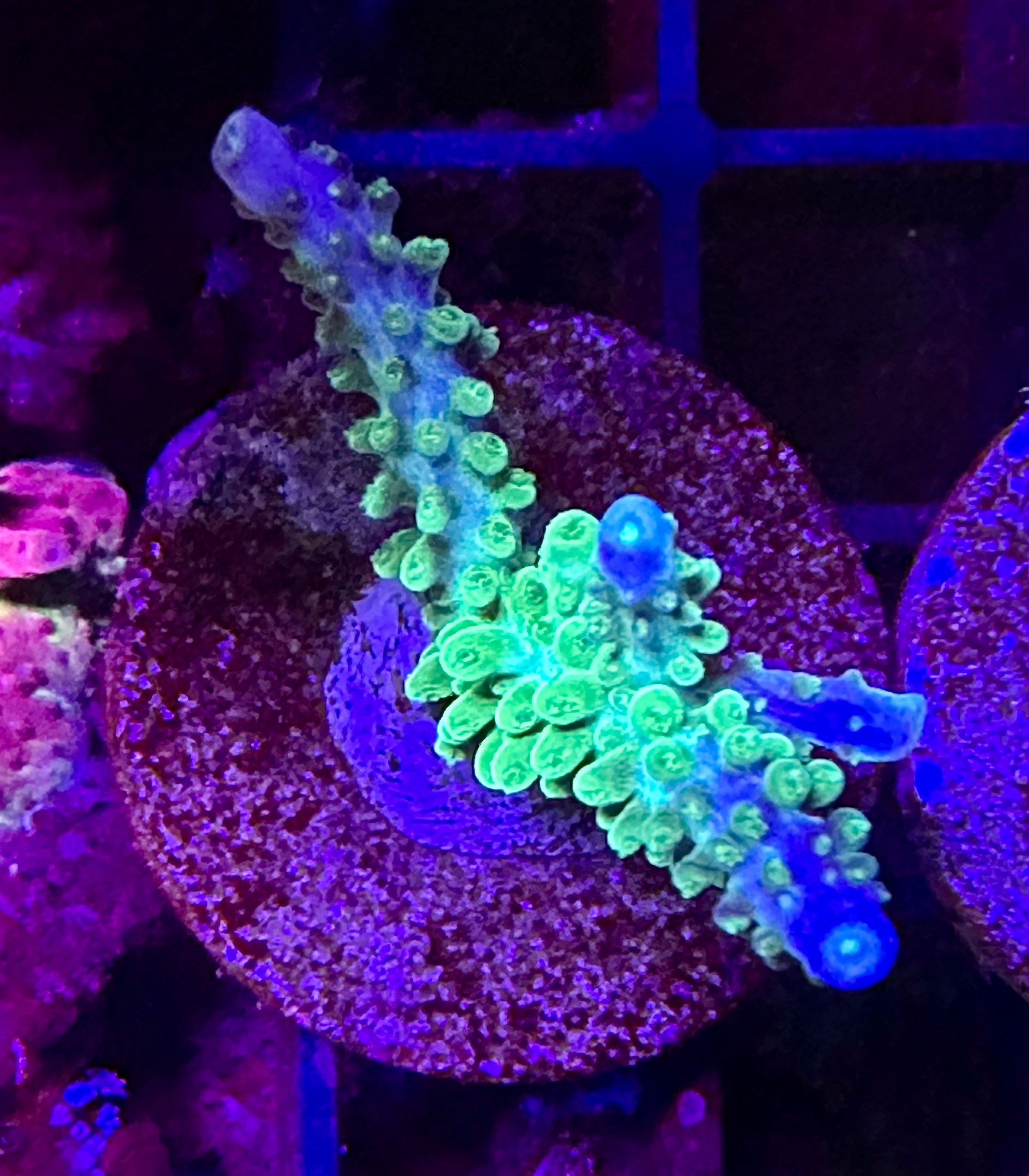 Staghorn Acropora green / blue tips CommunityCorals