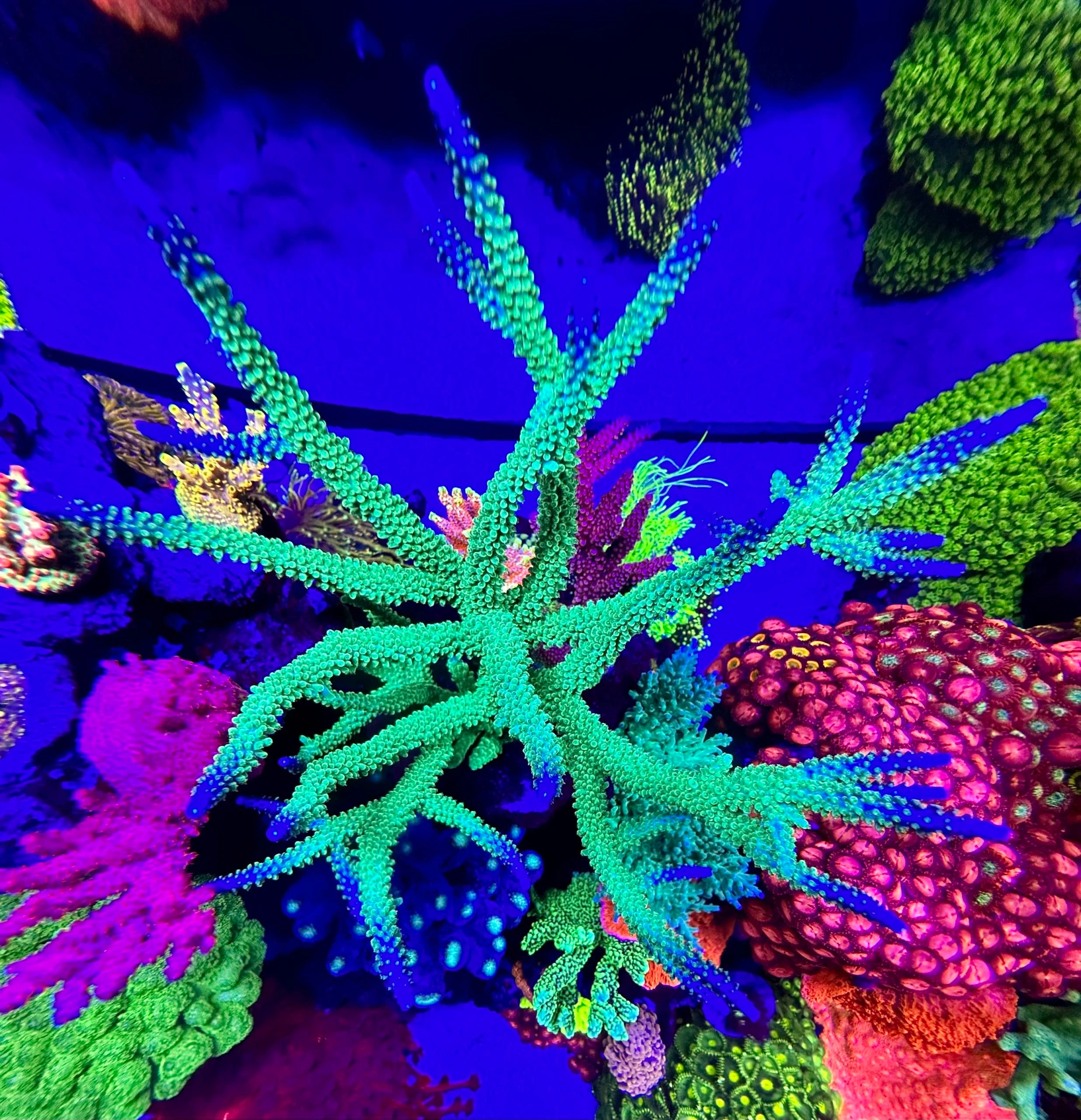 Staghorn Acropora green / blue tips CommunityCorals