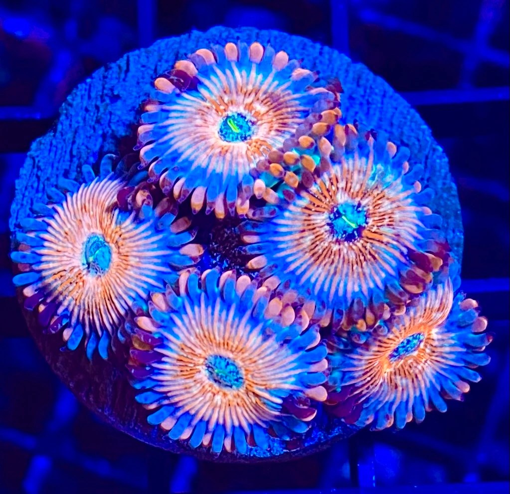 Zoa "Stratosphère" CommunityCorals