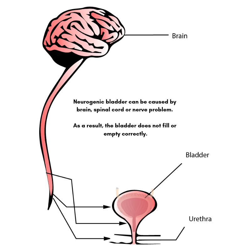 View Nerves That Control Bladder And Bowel Function PNG Sam M. Phillips