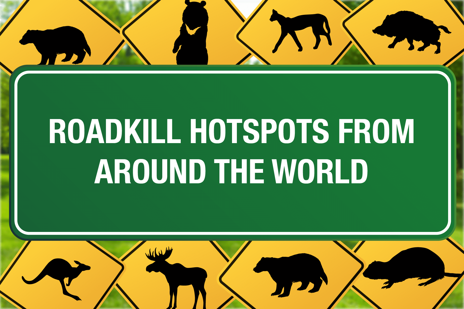 Car insurance for animal collisions Compare the Market