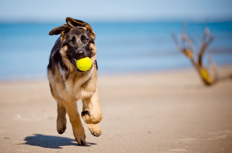 What You Should Know About Moving To Puerto Rico With Pets Compass Moving