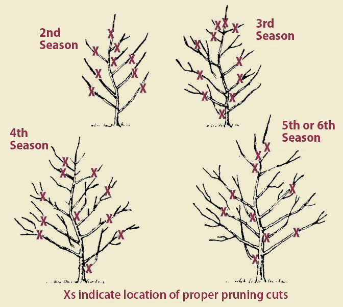 How to Prune an Apple Tree Guide] Complete Gardering