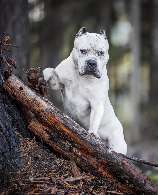 Faq and Instructions Complete Bullies Elite XL American Bully kennel