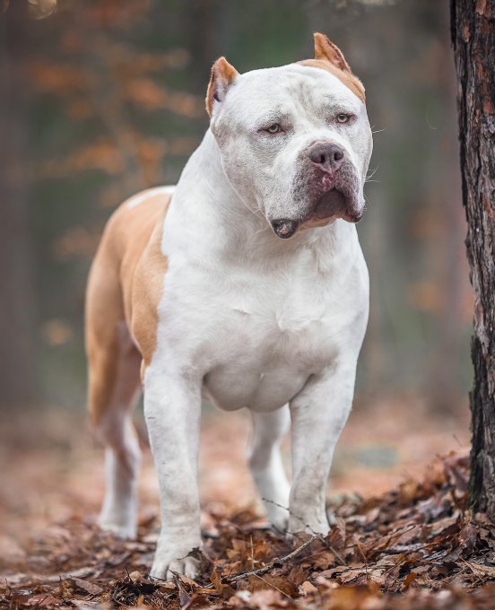 Faq and Instructions Complete Bullies Elite XL American Bully kennel