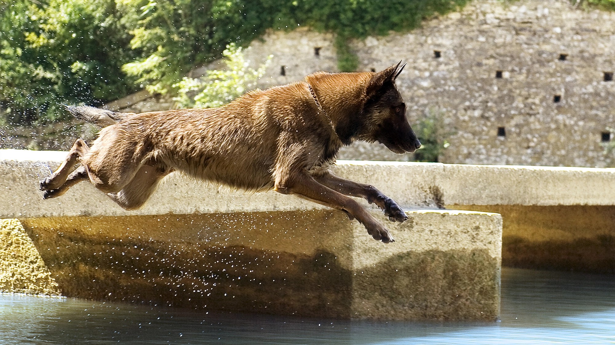 Our K9 Capabilities Patrol Dogs Detection Dogs Tracking Dogs
