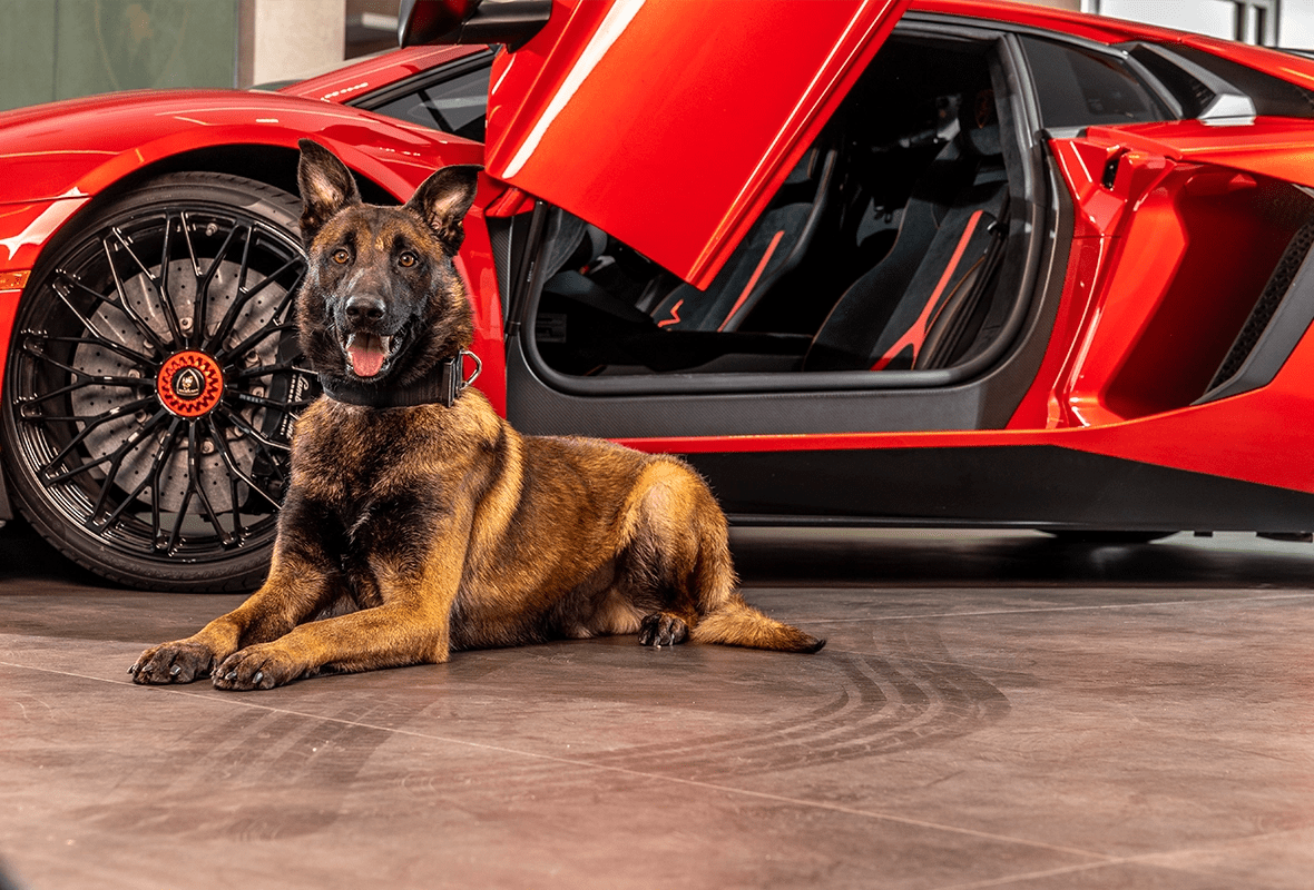 Personal Protection Dogs For Sale Executive Protection Dogs