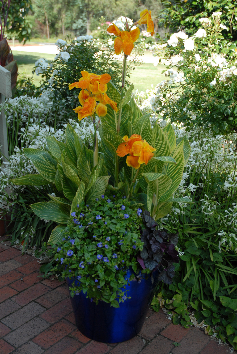 The 54 Sample Tropical Potted Plants With Cheap Price