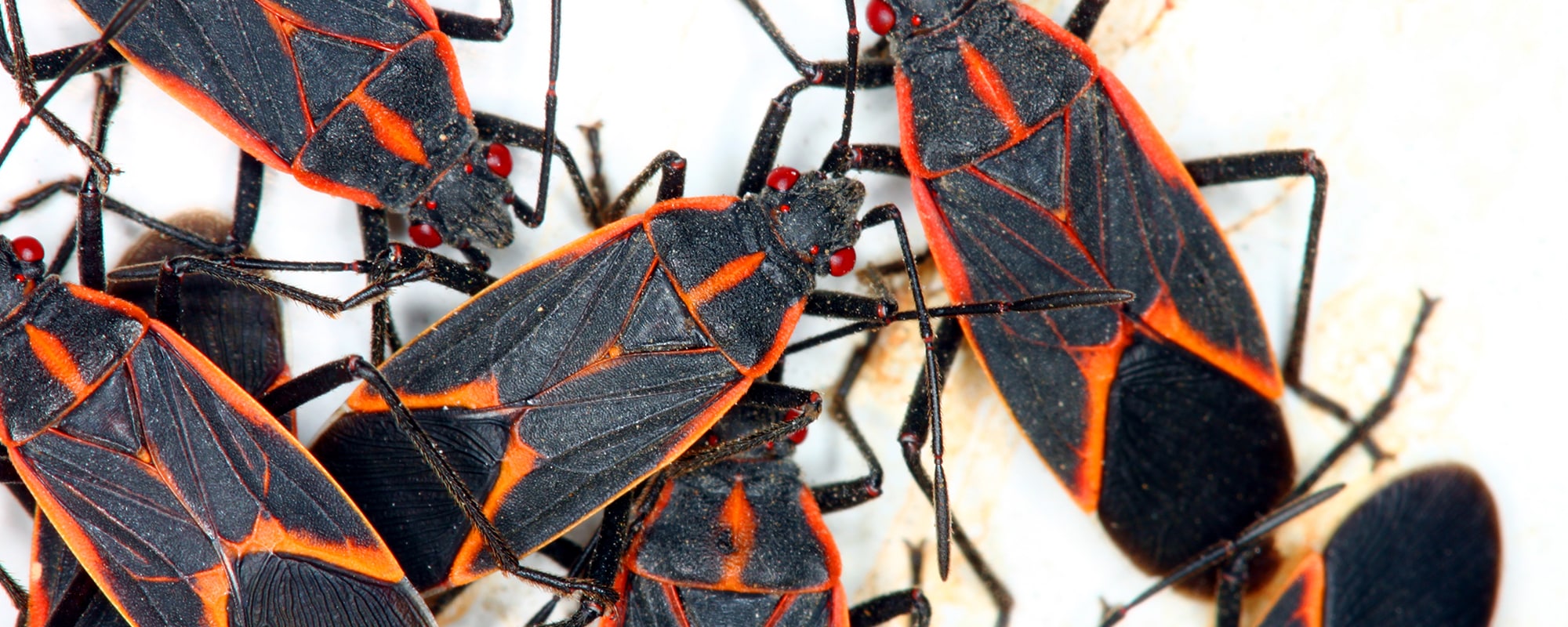 Boxelder Bugs & Asian Beetles Complete Pest Solutions