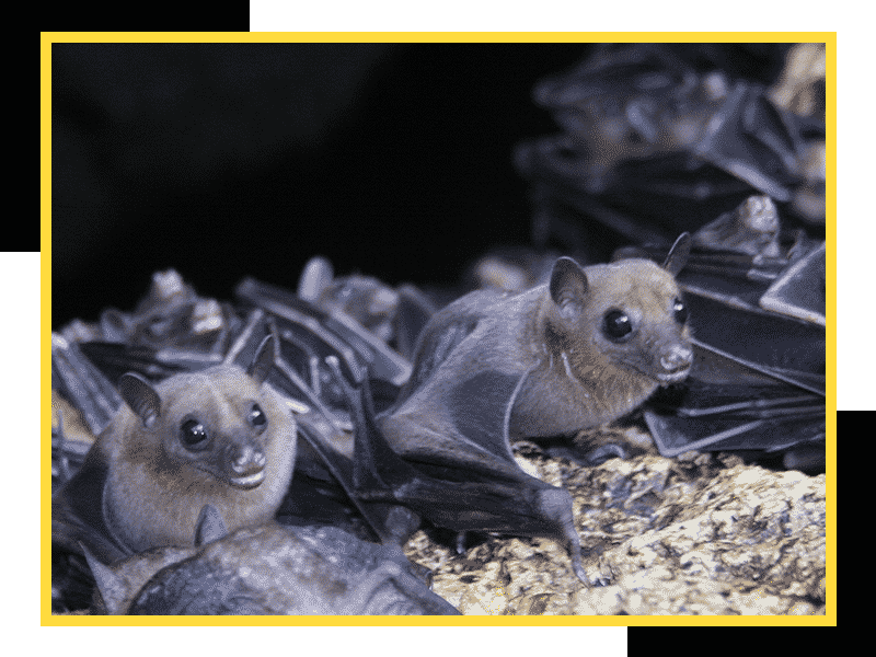 Professional Bat Removal & Control Services Bat Exterminator