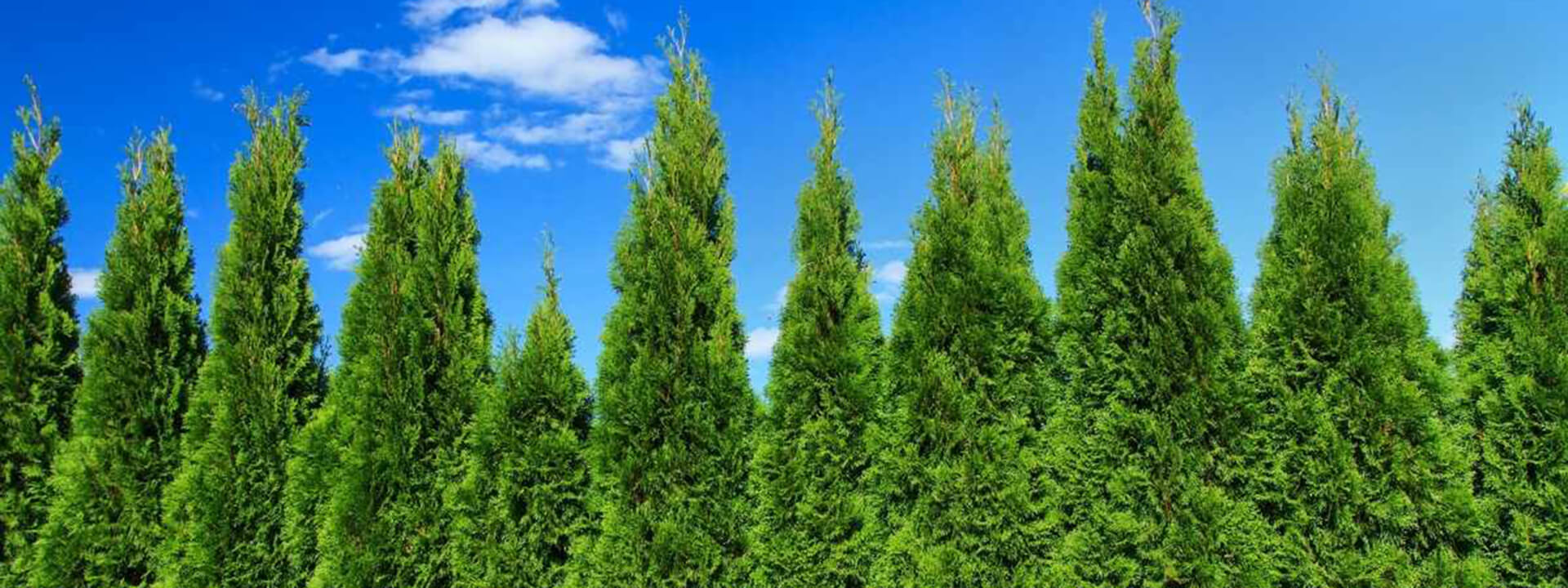 How to Make Your Garden More Private Composite Prime