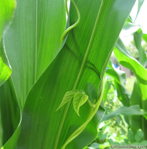 SelfFertilizing Garden 2009