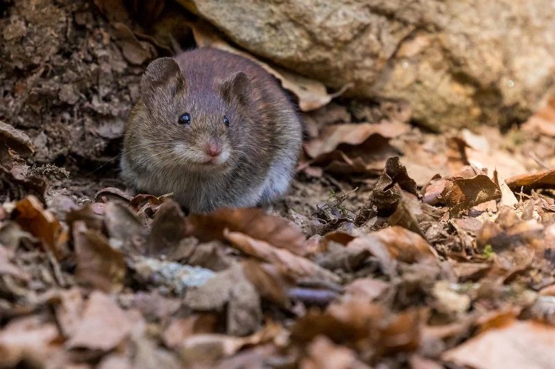 11 Ways To Stop Getting Mice In The Compost Bin... Compost Magazine