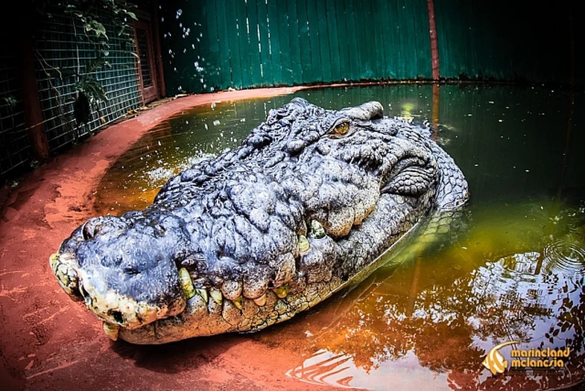 Conheça Cassius, o crocodilo de 120 anos que é o maior do mundo e