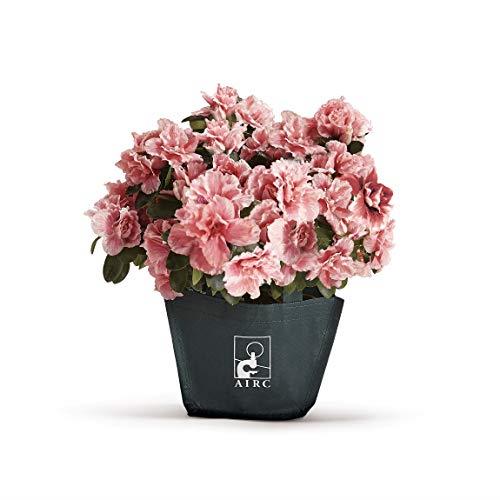 airc azalea 2023 Azalea Della Ricerca