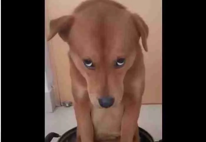 ¿Qué quiere decir mi perro? (3)