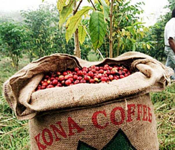 Free lecture to explore Kona’s coffee industry history on Big Island