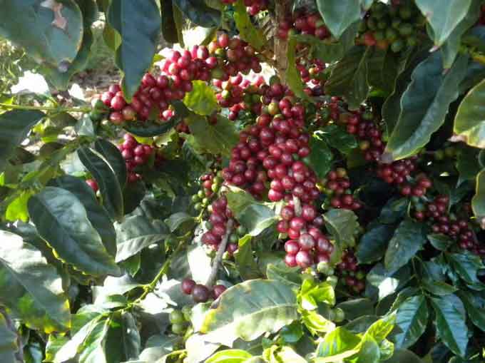 California’s coffeegrowing sector to hold inaugural summit in January