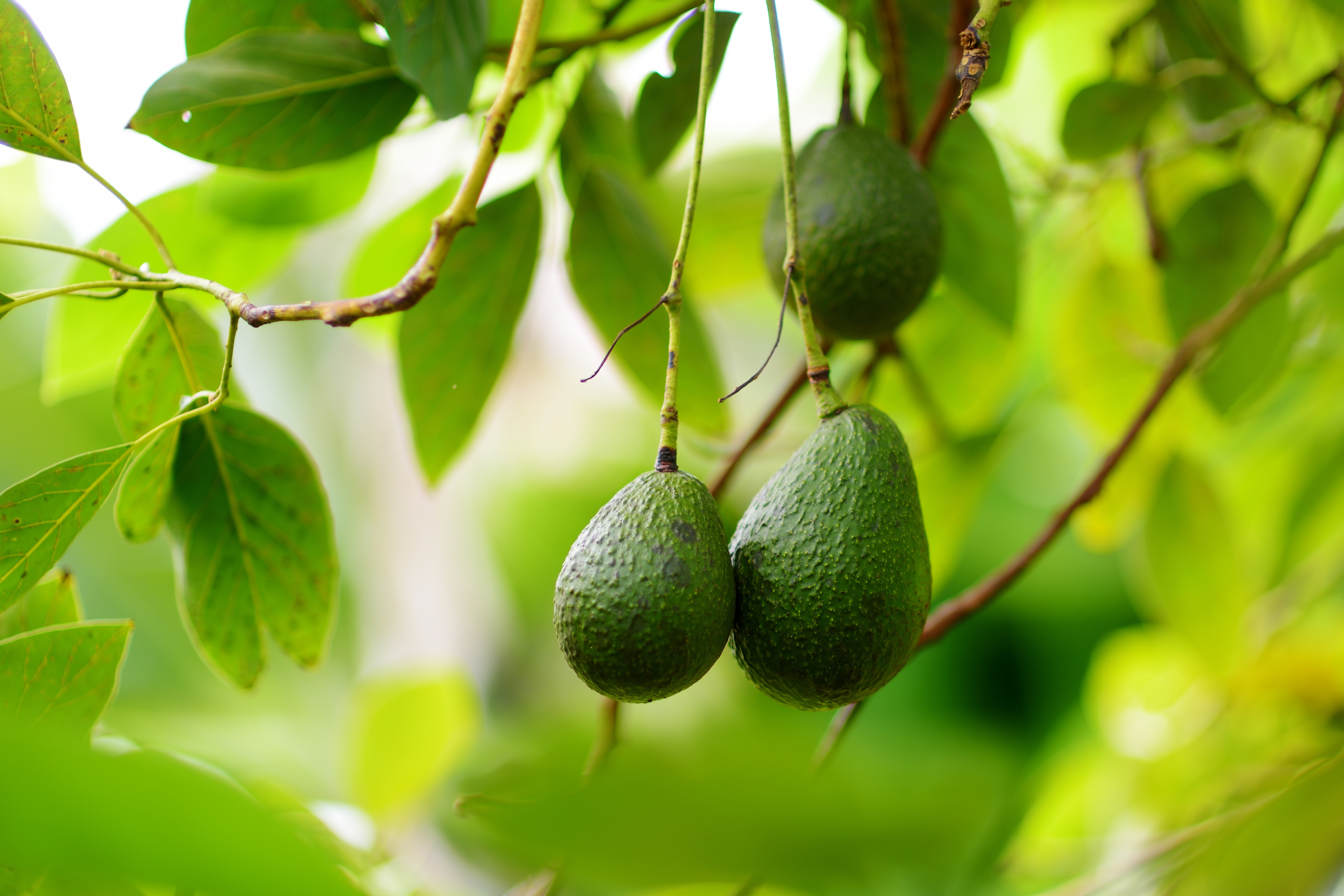 Bunch of fresh avocados ripening on an avocado tree branch Concentric