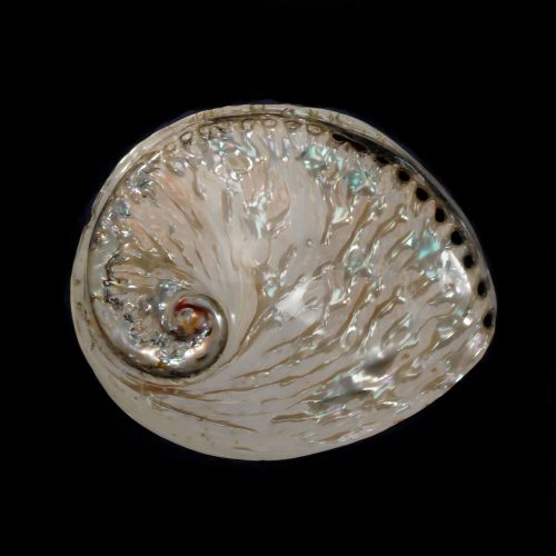 Midas White Abalone 5"