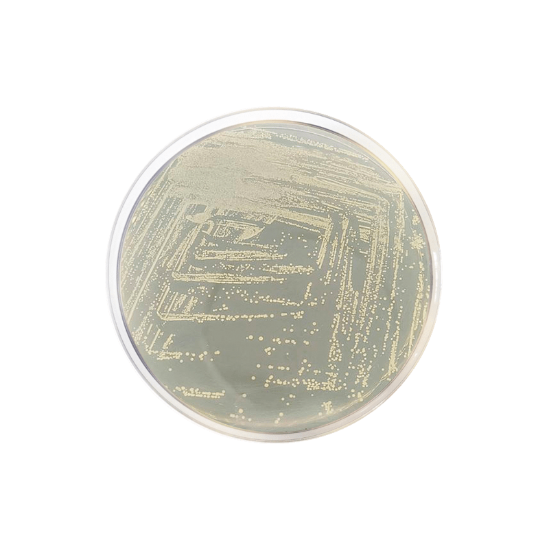 Dextrose Agar Formato 500 g