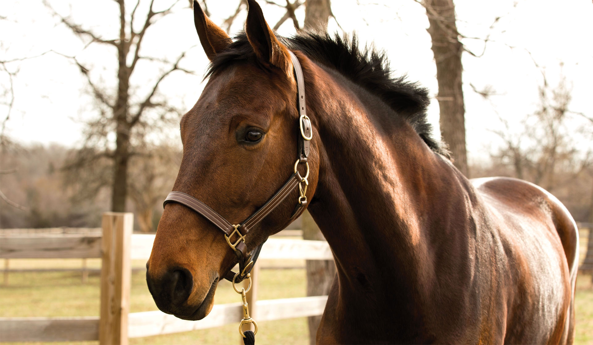 ConfidenceEQ Confidence EQ to reduce stress in horses