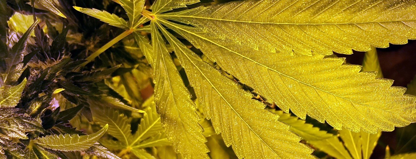 Russet Mites A needtoknow guide for a microscopic enemy Confidence