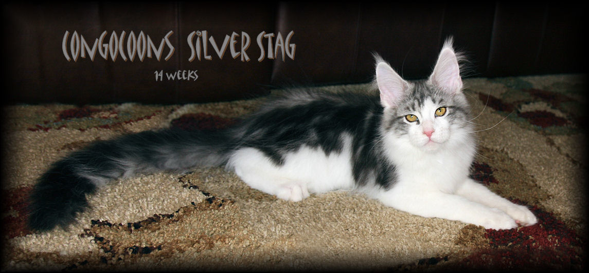 Breeding Maine Coon Stud Cats of Congocoon Cattery