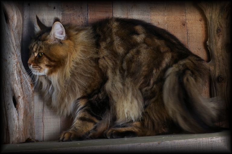 Breeding Maine Coon Stud Cats of Congocoon Cattery