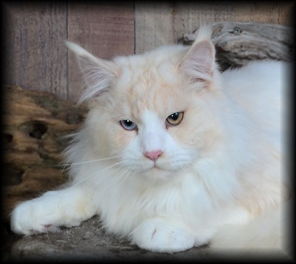 Breeding Maine Coon Stud Cats of Congocoon Cattery