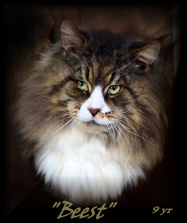Breeding Maine Coon Stud Cats of Congocoon Cattery