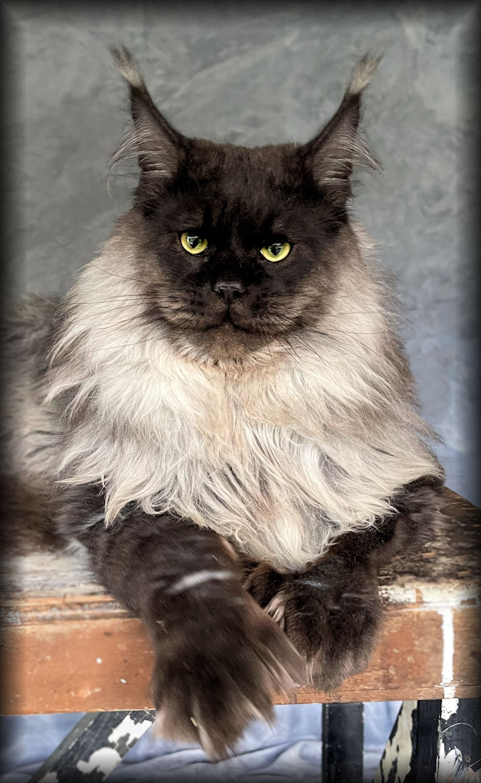 Breeding Maine Coon Stud Cats of Congocoon Cattery