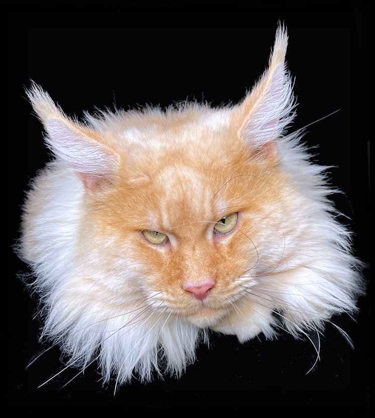 Breeding Maine Coon Stud Cats of Congocoon Cattery