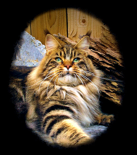 Maine Coon Cats=Congocoon