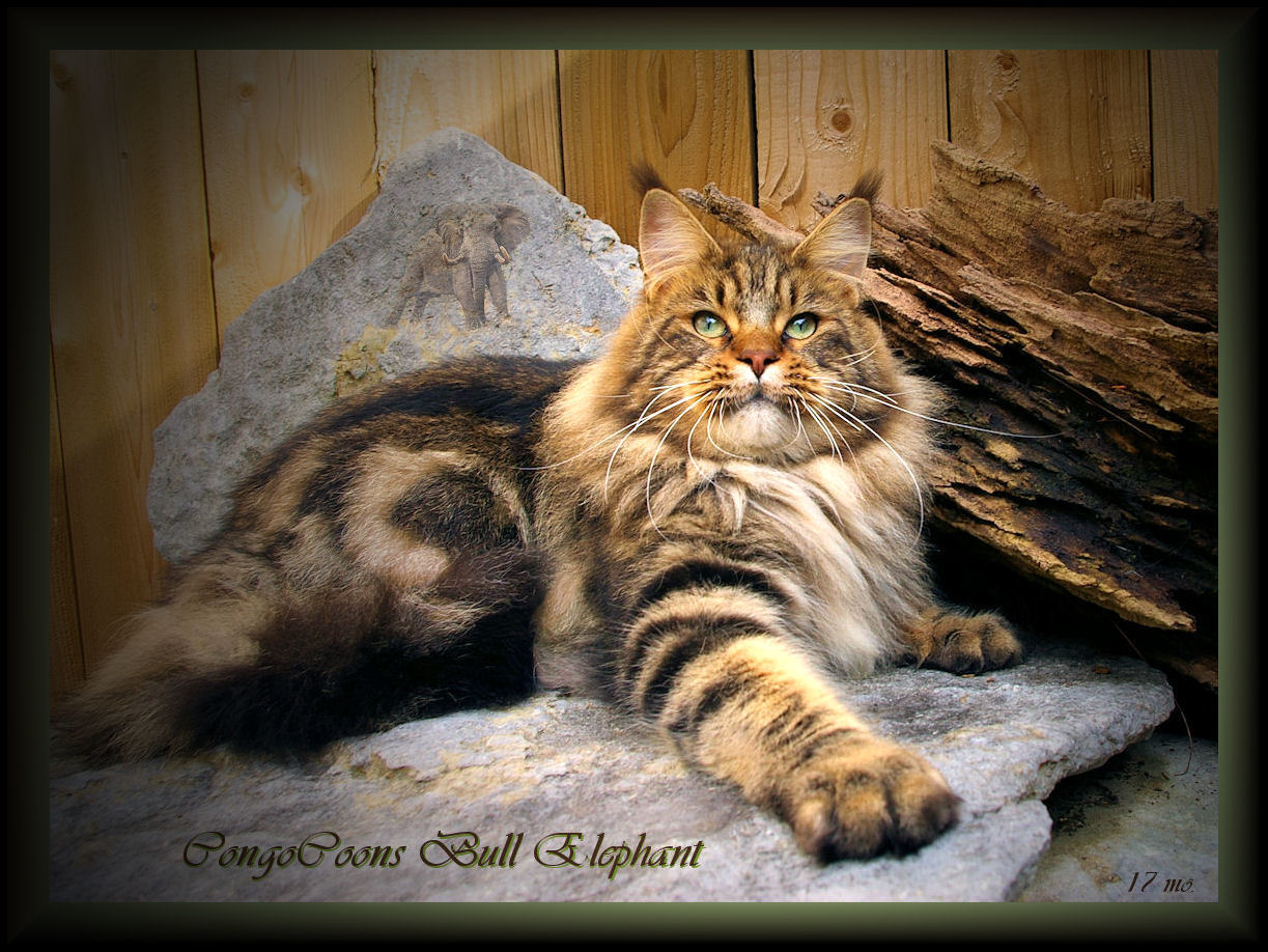 Breeding Maine Coon Stud Cats of Congocoon Cattery