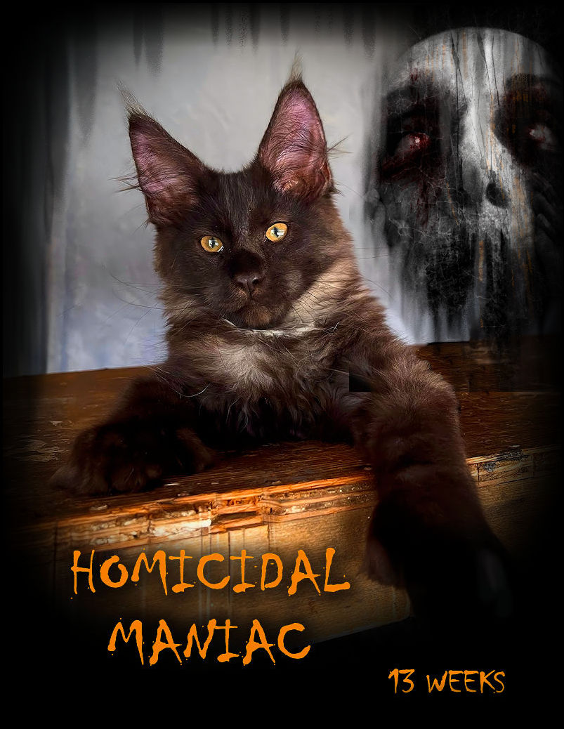 Breeding Maine Coon Stud Cats of Congocoon Cattery